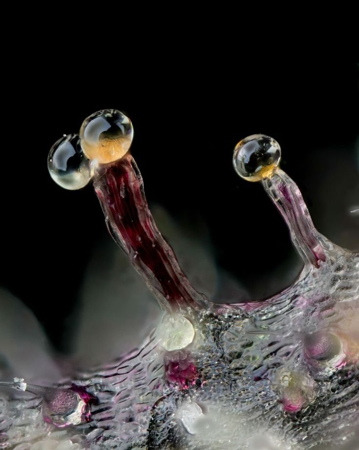 Double Header Trichome