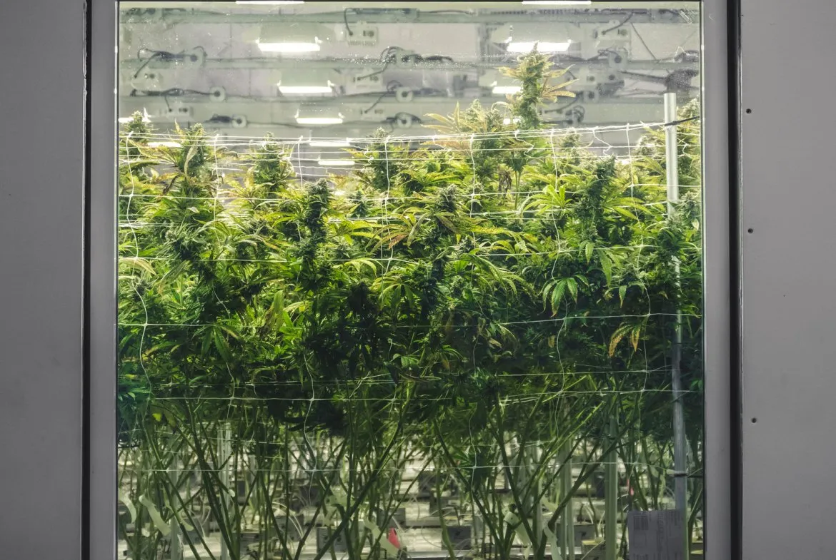 hemp59